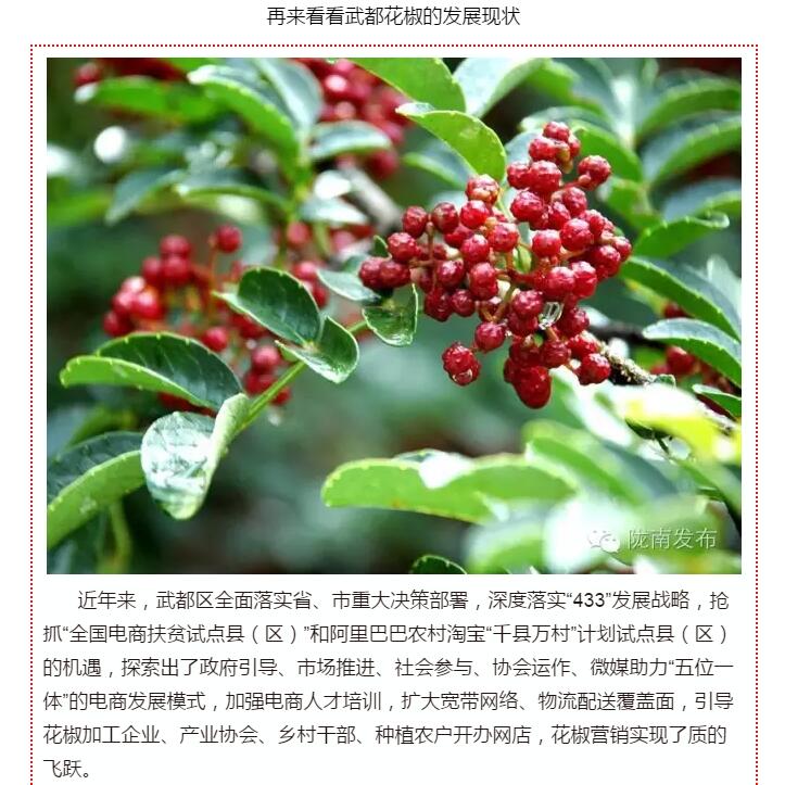 5.28億！一場盛會，武都花椒“火”了